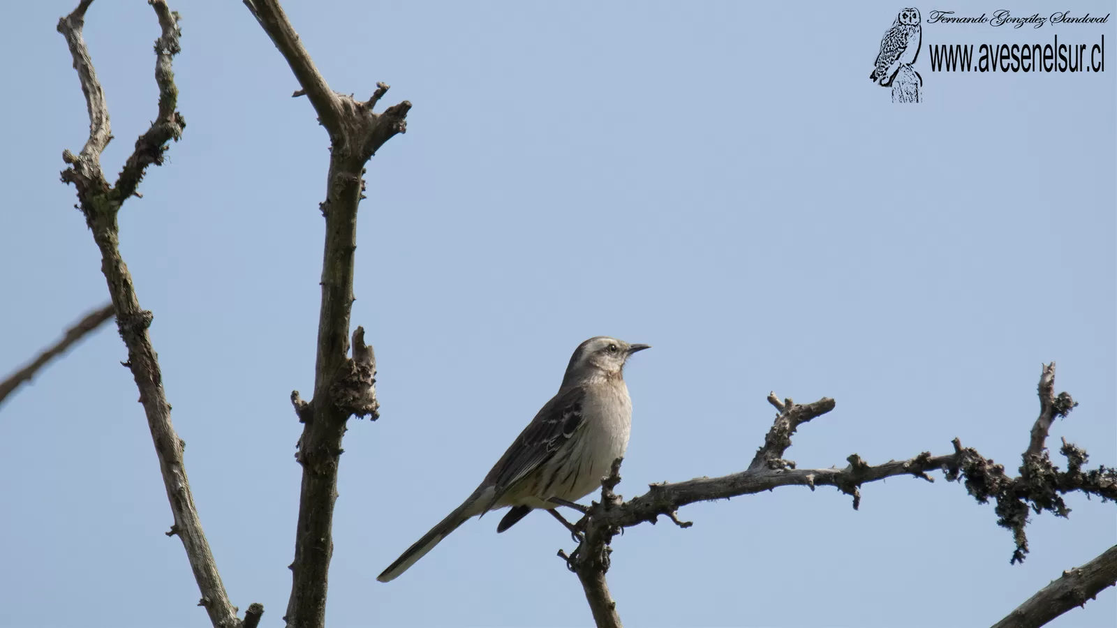 Tenca - Mimus thenca (Molina) 1782