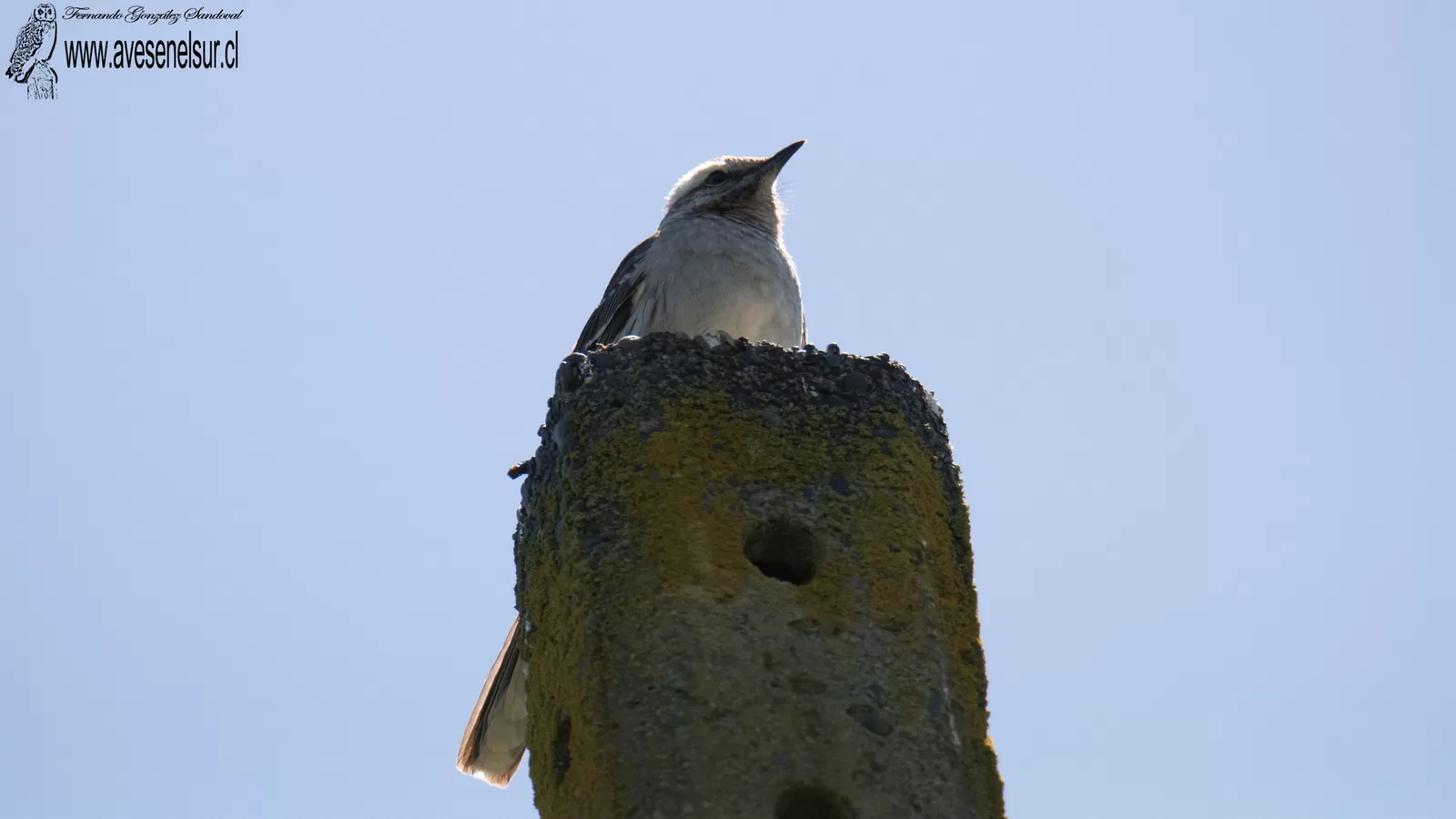 Tenca - Mimus thenca (Molina) 1782