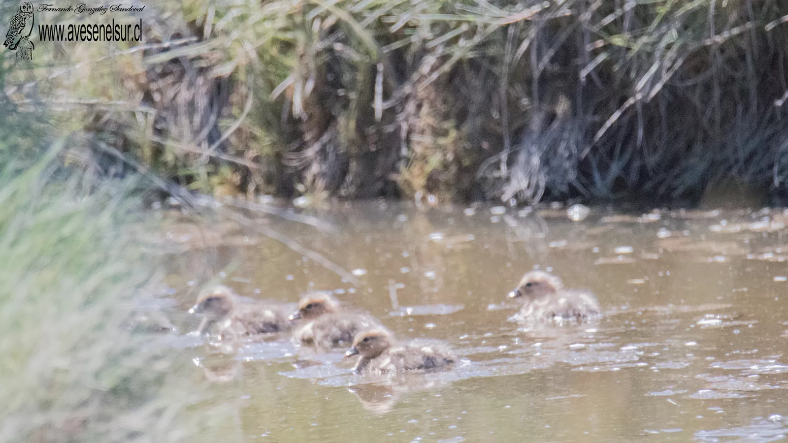 Pato real - Mareca sibilatrix Poeppig 1829