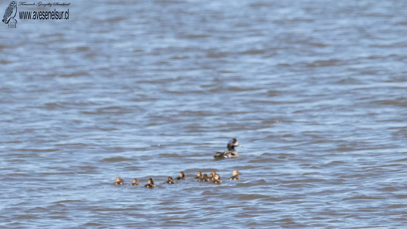 Pato real - Mareca sibilatrix Poeppig 1829