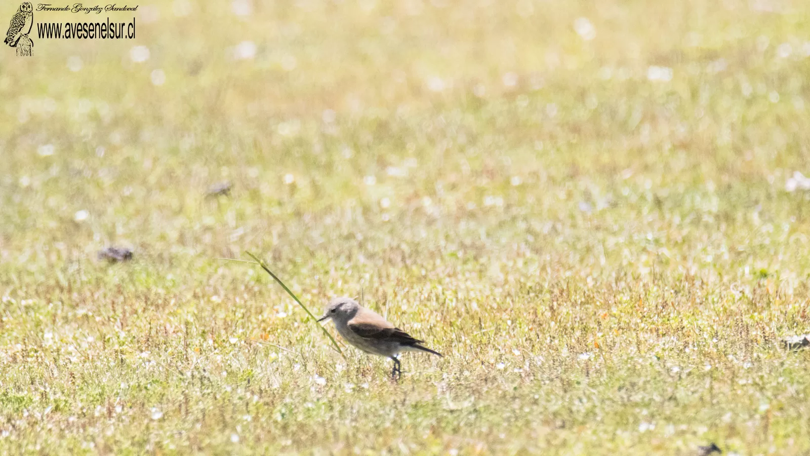 Colegial - Lessonia rufa (Gmelin) 1789