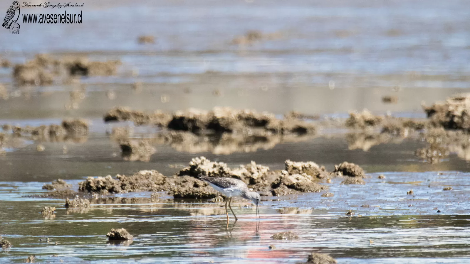 Pitotoy grande - Tringa melanoleuca (Gmelin) 1789