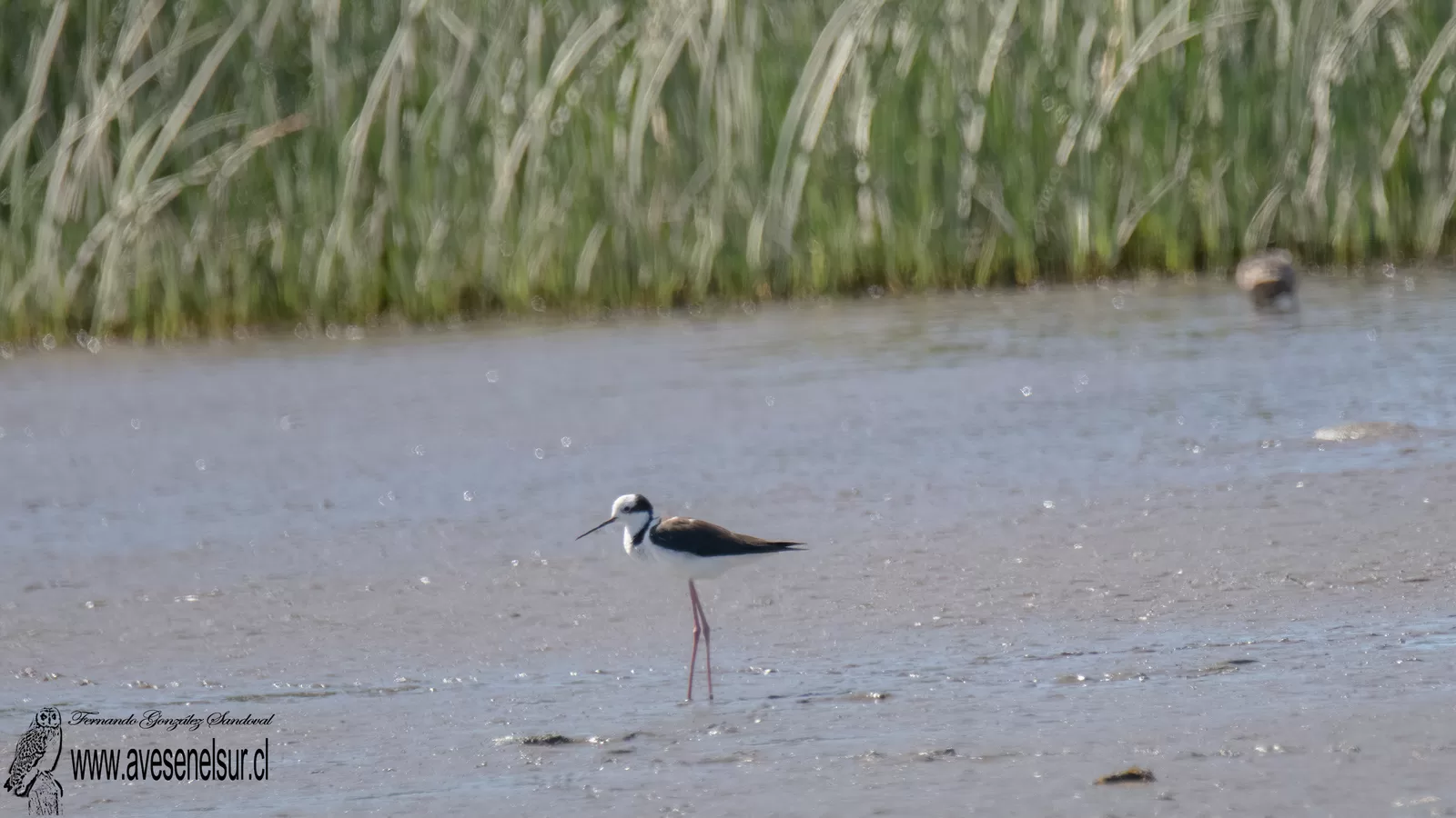 Perrito - Himantopus melanurus Vieillot 1817