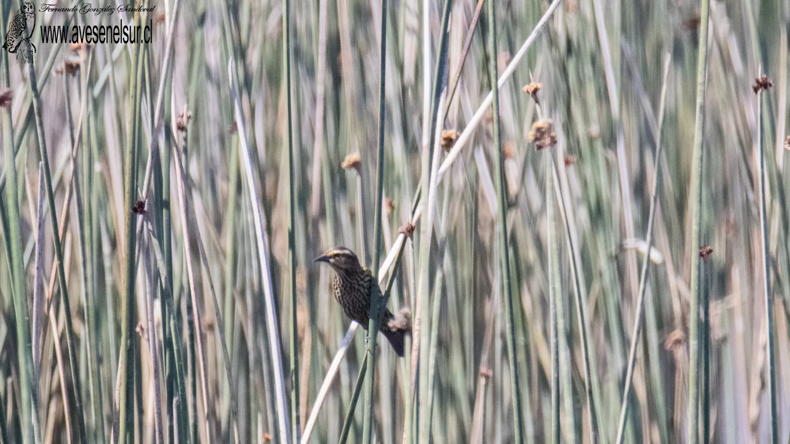 Trile - Agelasticus thilius (Molina) 1782