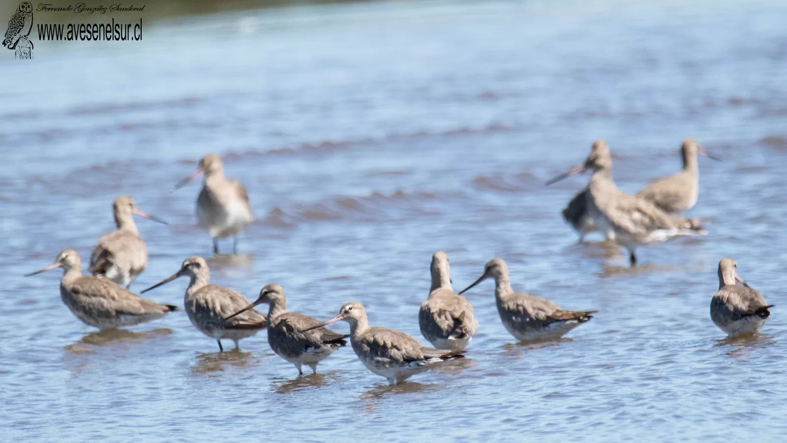 Zarapito de pico recto - Limosa haemastica (Linnaeus) 1758