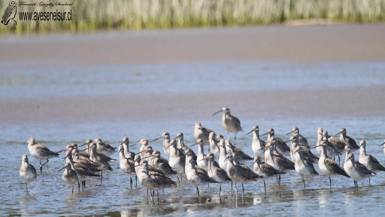 Zarapito de pico recto - Limosa haemastica (Linnaeus) 1758