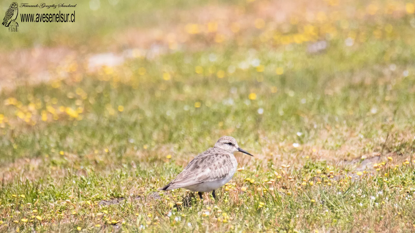 Playero de Baird - Calidris bairdii (Coues) 1861
