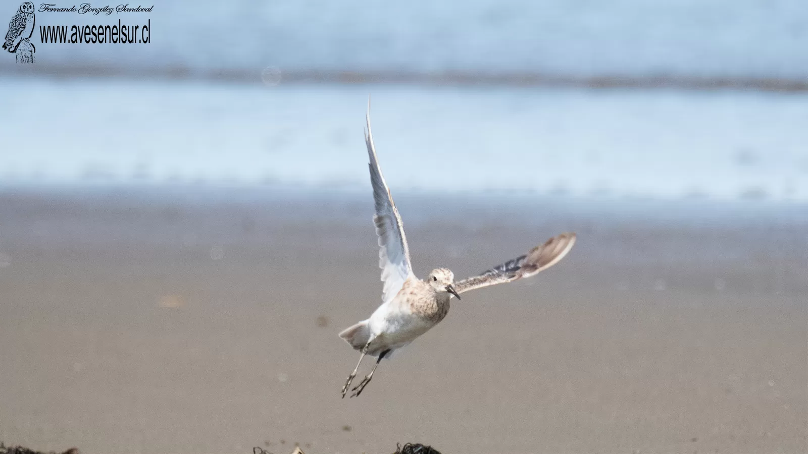 Playero de Baird - Calidris bairdii (Coues) 1861