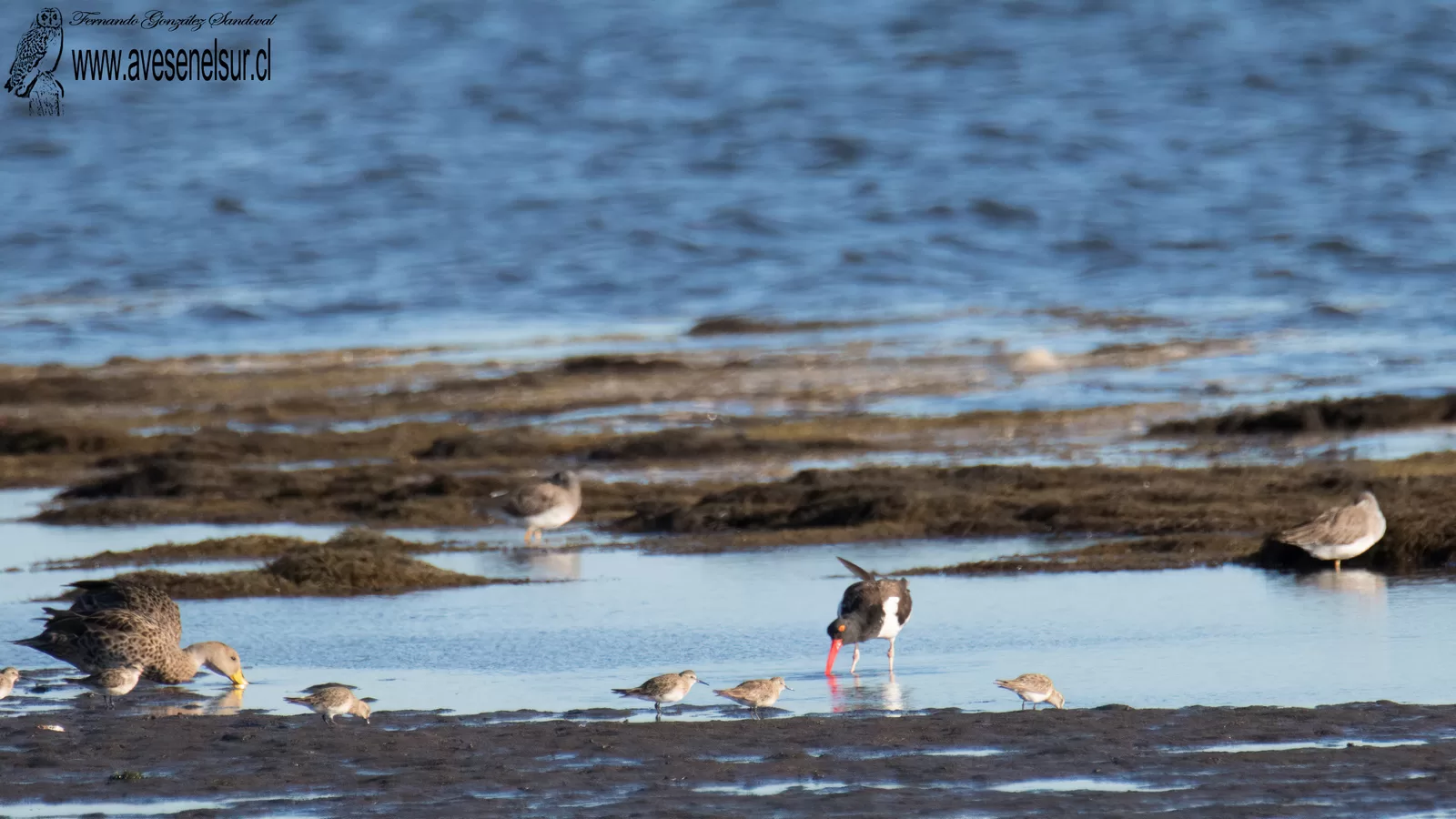 Pilpilén - Haematopus palliatus Temminck 1820