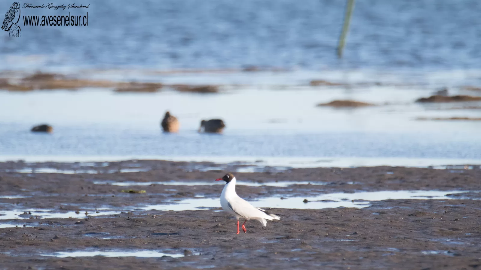 Cáhuil - Chroicocephalus maculipennis (Lichtenstein) 1823