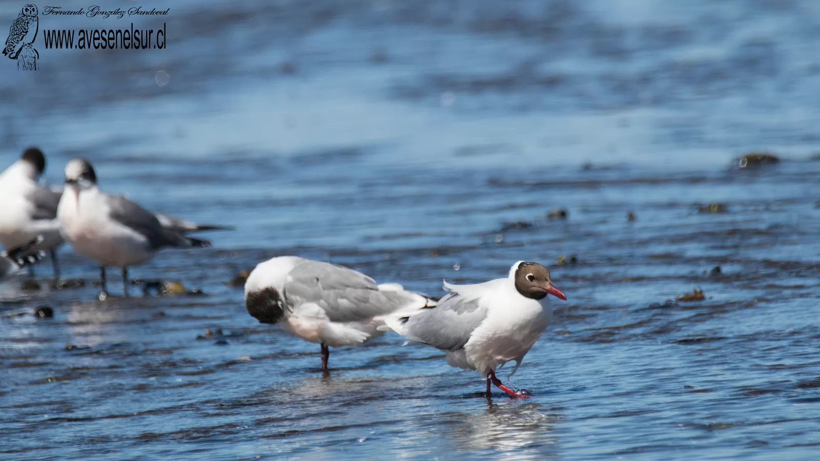 Cáhuil - Chroicocephalus maculipennis (Lichtenstein) 1823