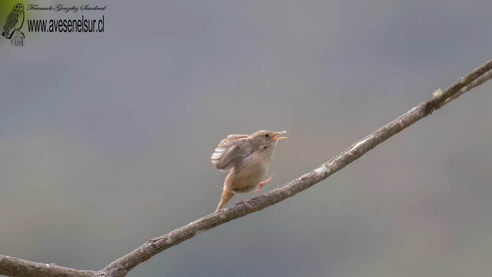 Chercán - Troglodytes aedon Vieillot 1809