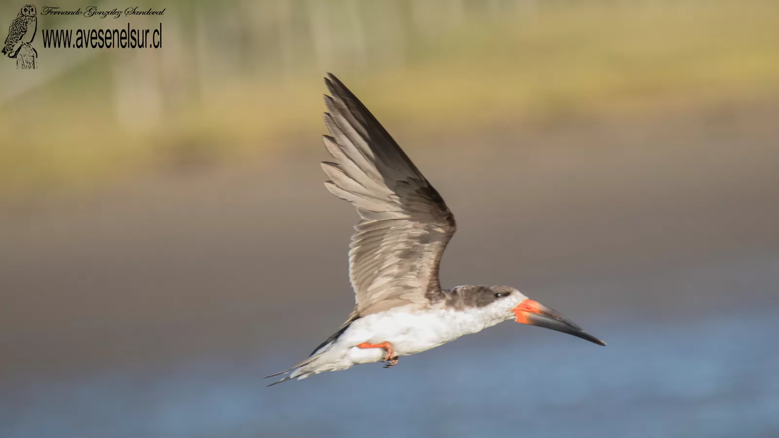 Rayador - Rynchops niger Linnaeus 1758