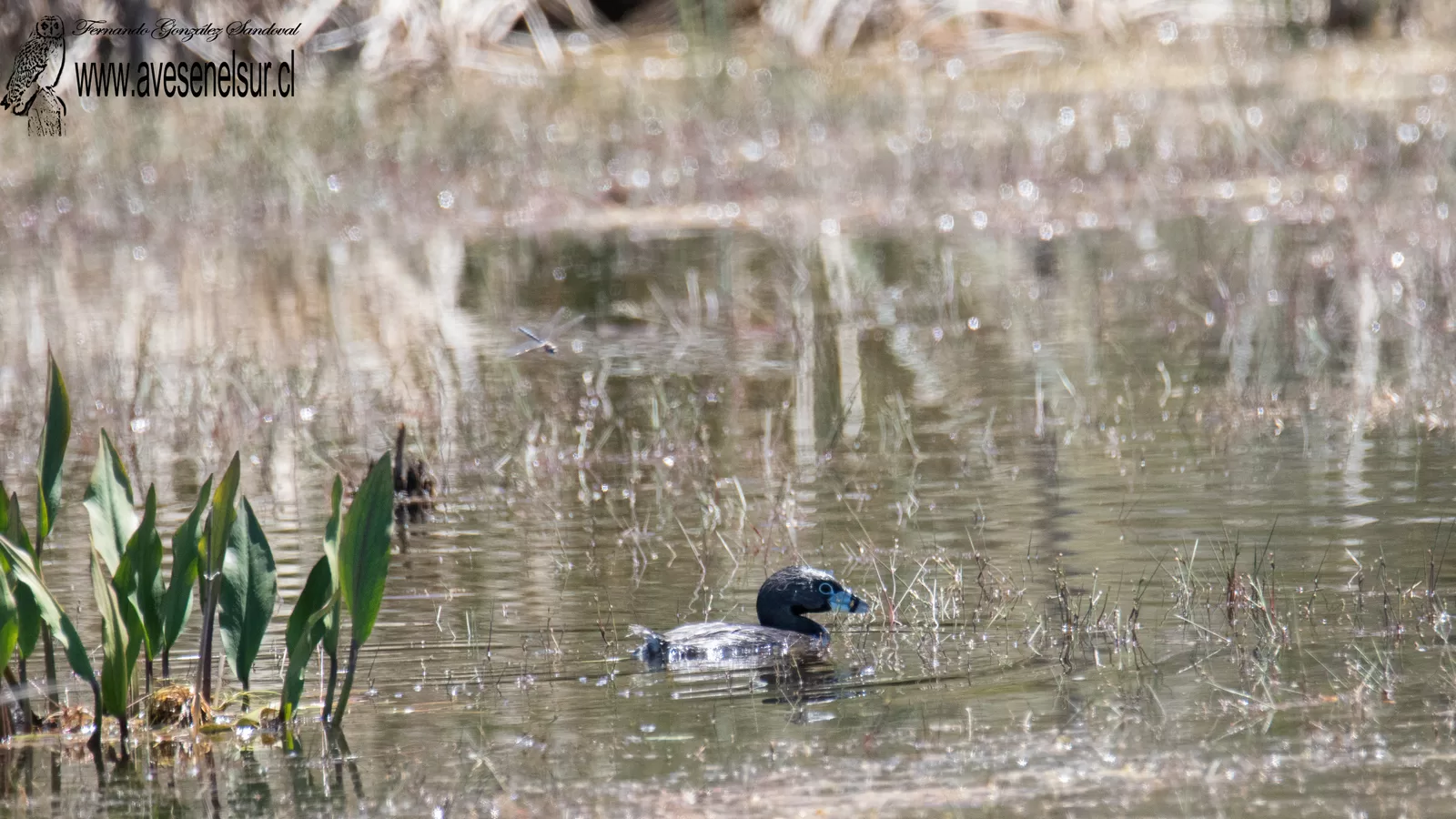 Picurio - Podilymbus podiceps (Linnaeus) 1758
