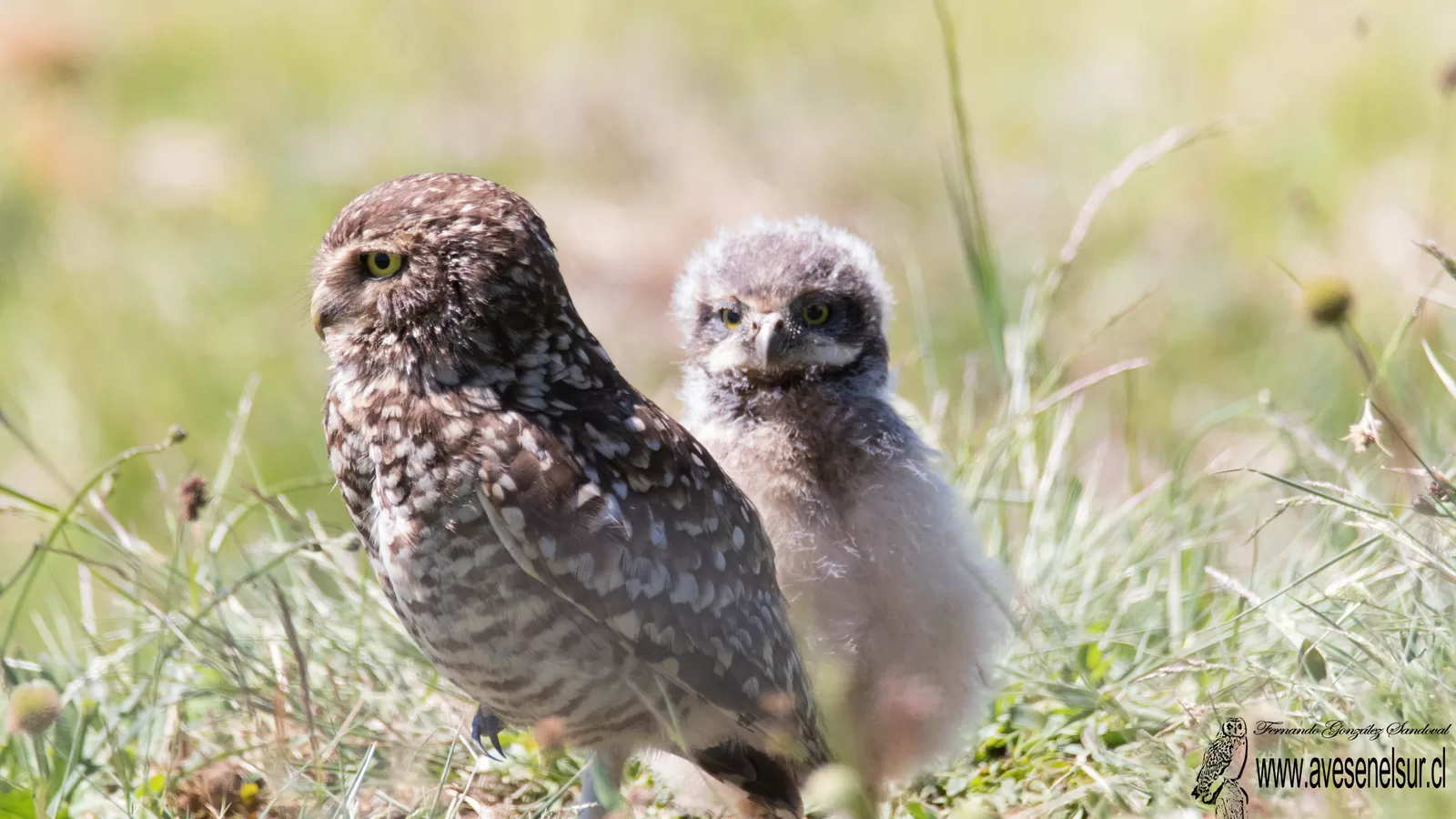 Pequén - Athene cunicularia (Molina) 1782