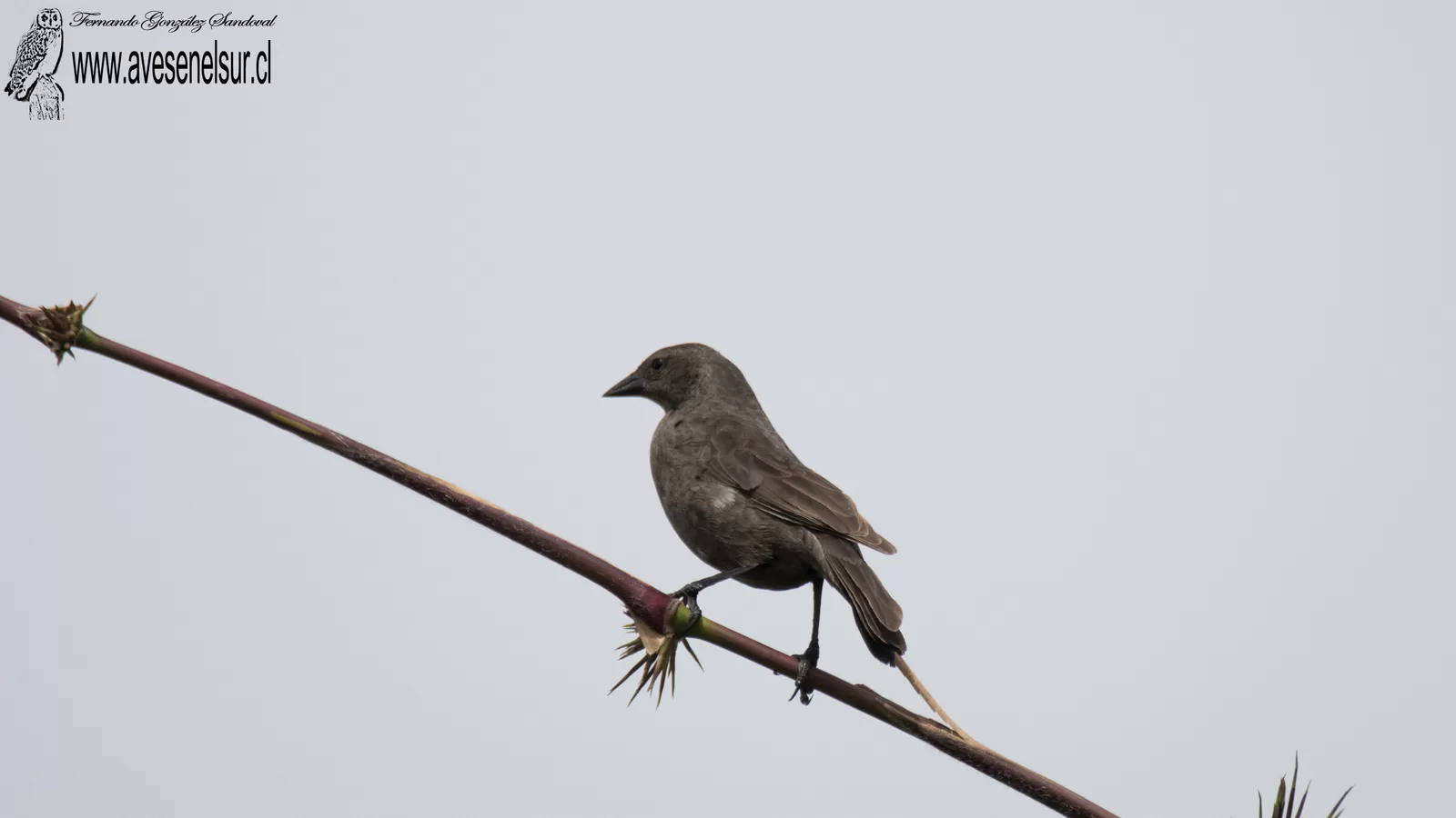 Mirlo -Molothrus bonariensis (Gmelin) 1789