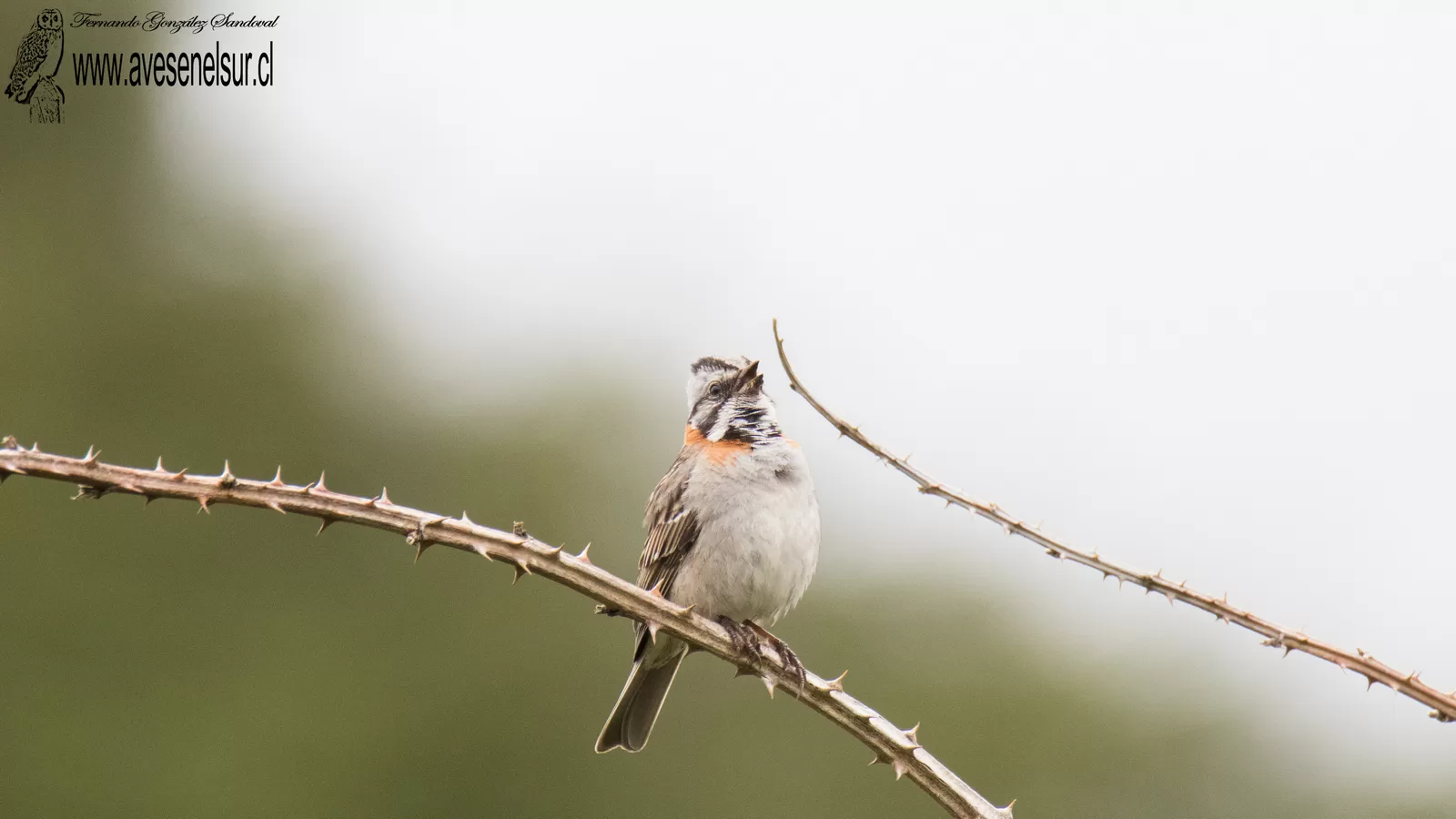Chincol - Zonotrichia capensis (Muller,PLS) 1776