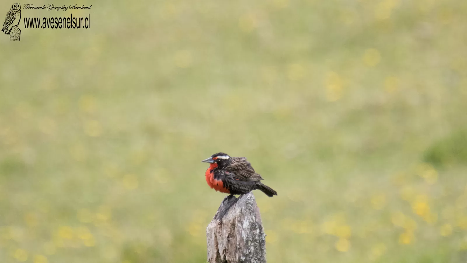 Loica - Leistes loyca (Molina) 1782