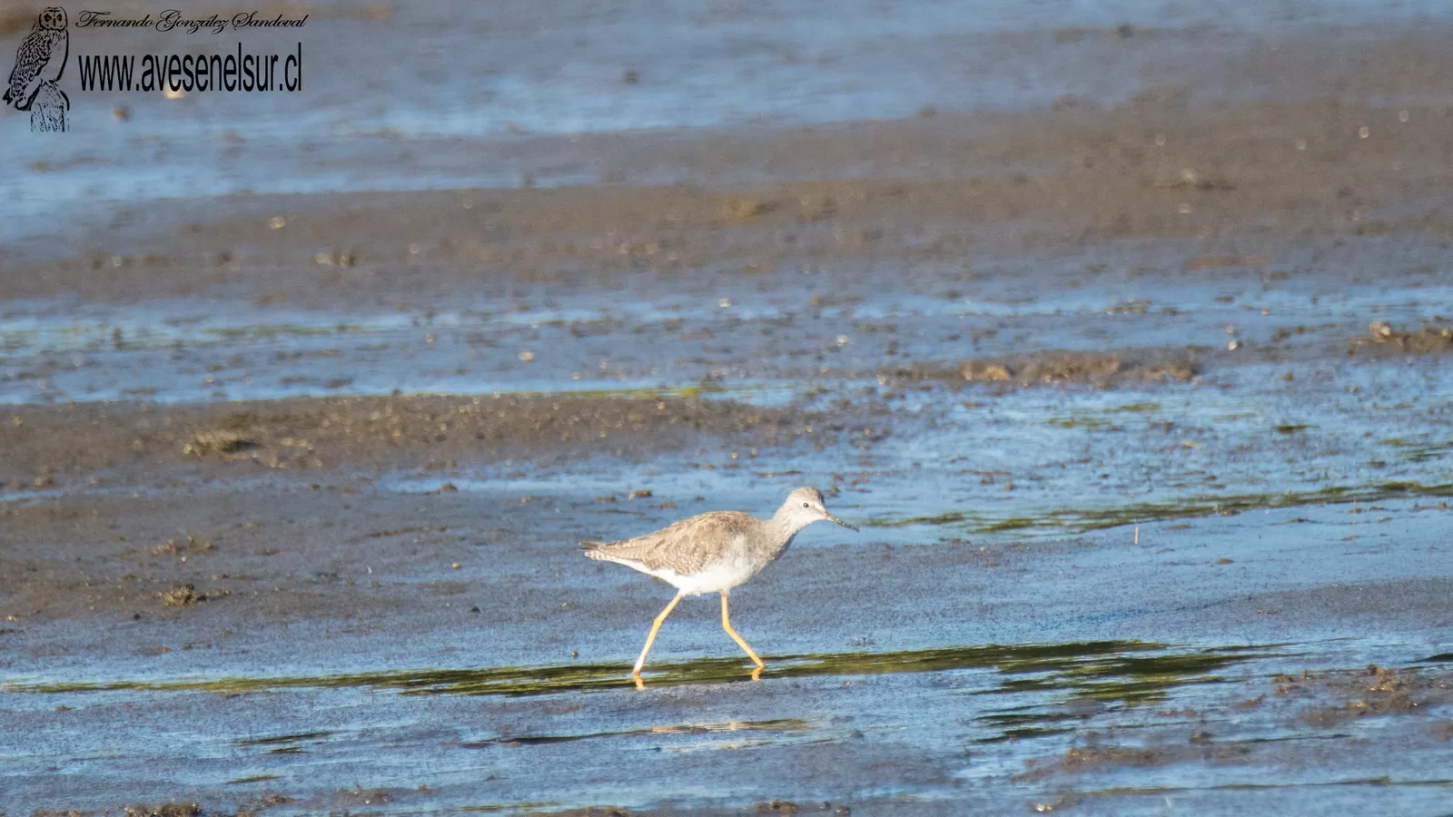 Pitotoy chico - Tringa flavipes (Gmelin) 1789