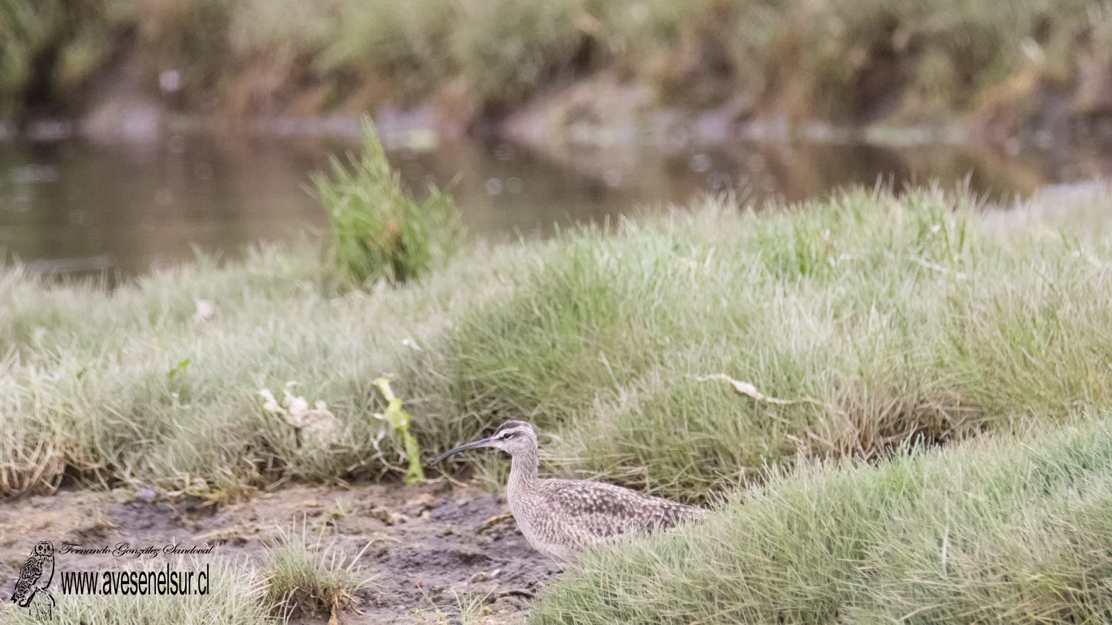 Zarapito - Numenius phaeopus (Linnaeus) 1758