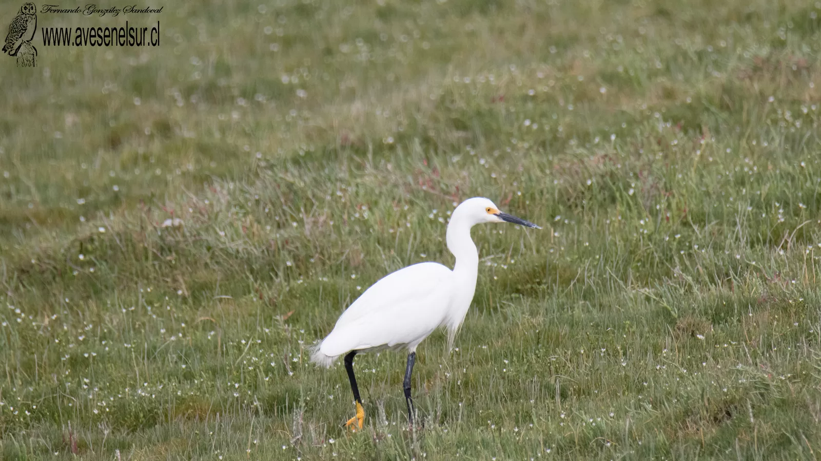Garza chica - Egretta thula (Molina) 1782