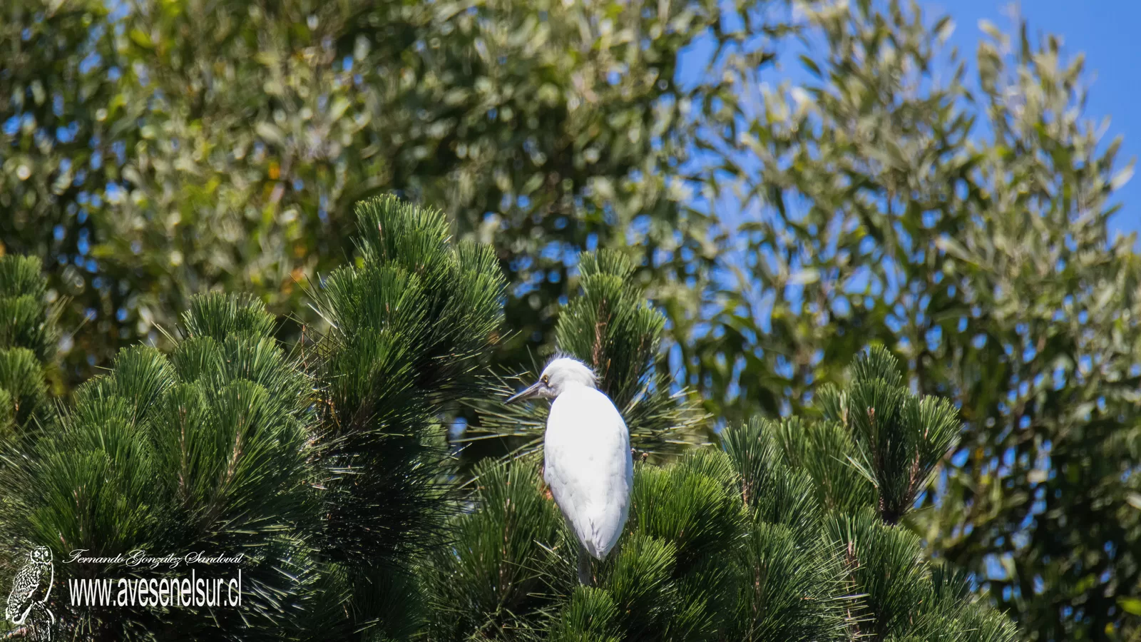 Garza chica - Egretta thula (Molina) 1782