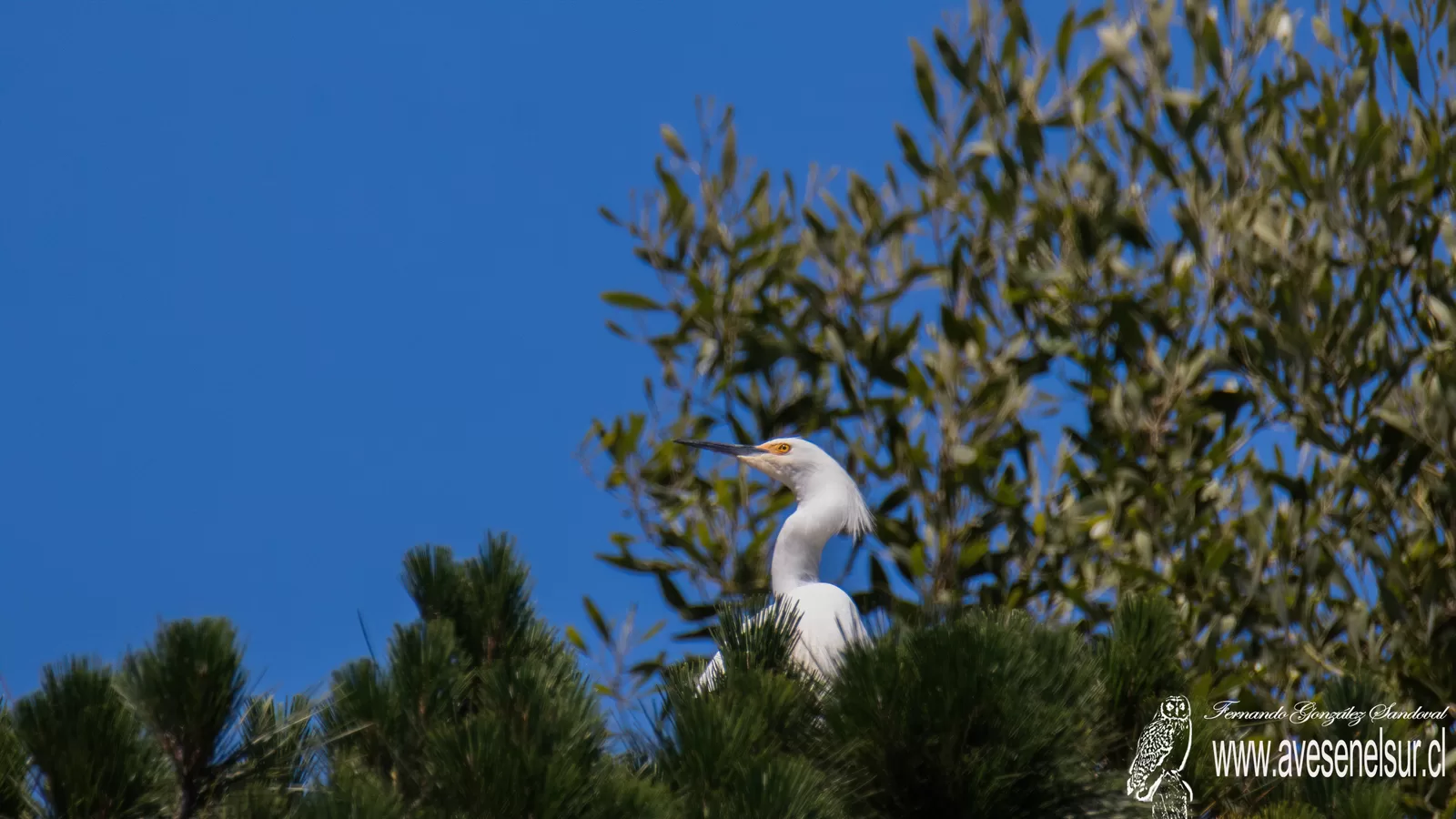Garza chica - Egretta thula (Molina) 1782