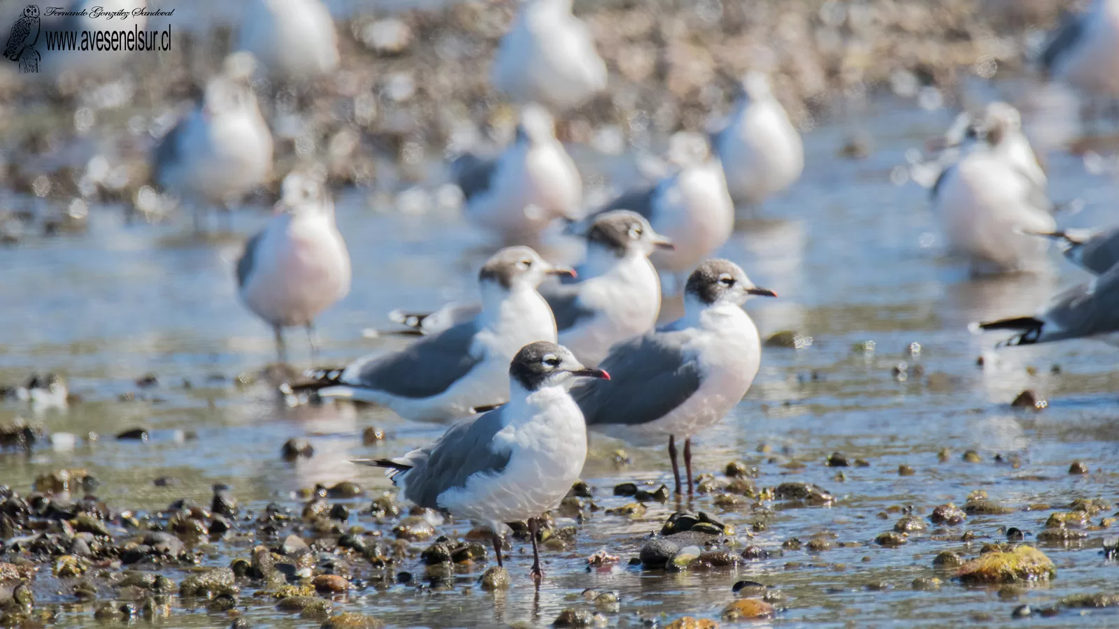 Gaviota de Franklin - Leucophaeus pipixcan (Wagler) 1831