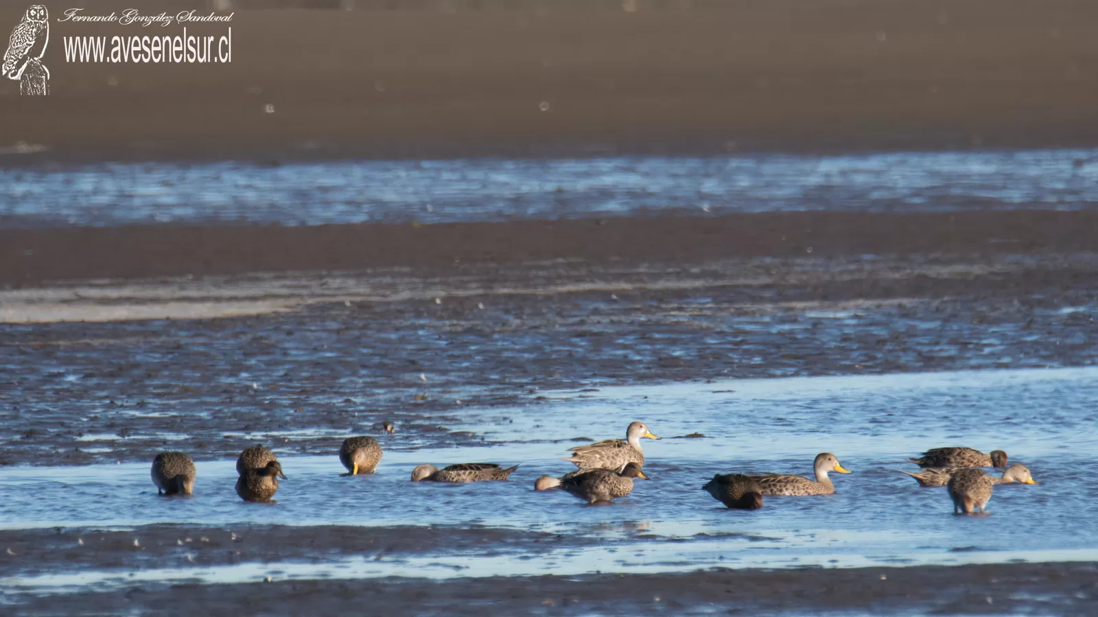 Pato jergón grande - Anas georgica Gmelin 1789