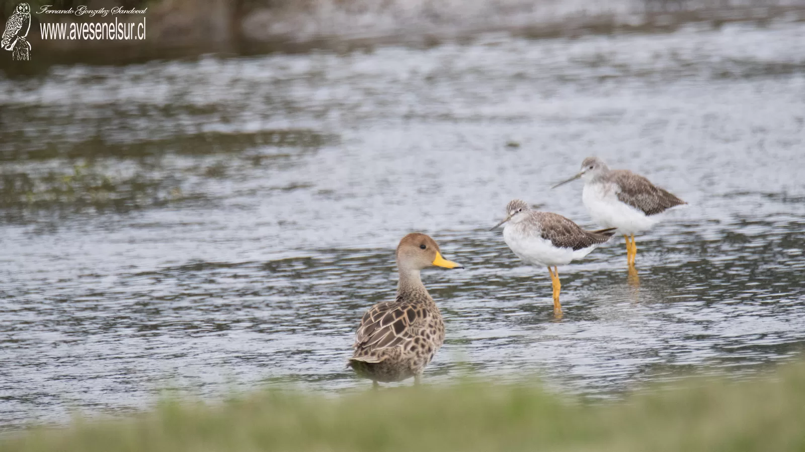 Pato jergón grande - Anas georgica Gmelin 1789