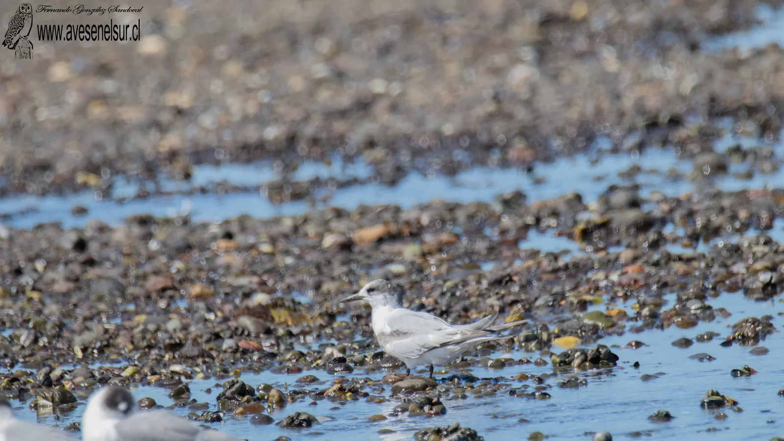Gaviotín sudamericano - Sterna hirundinacea Lesson 1831