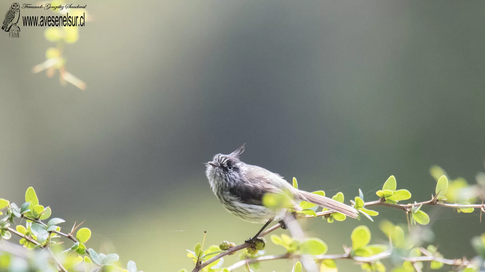 Cachudito - Anairetes parulus (Kittlitz) 1830