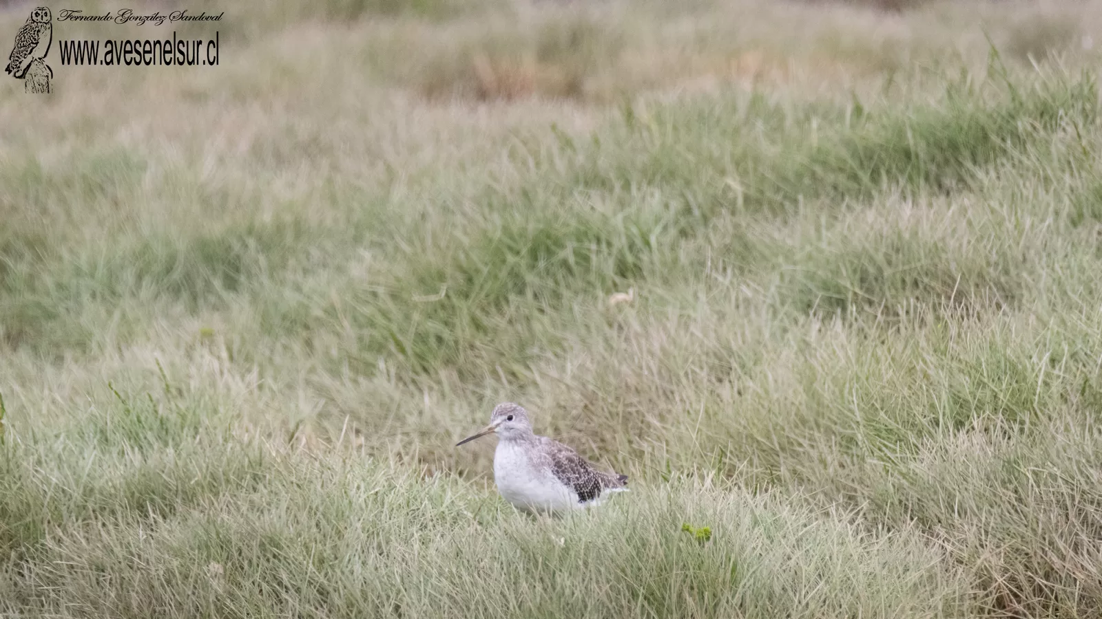 Pitotoy grande - Tringa melanoleuca (Gmelin) 1789
