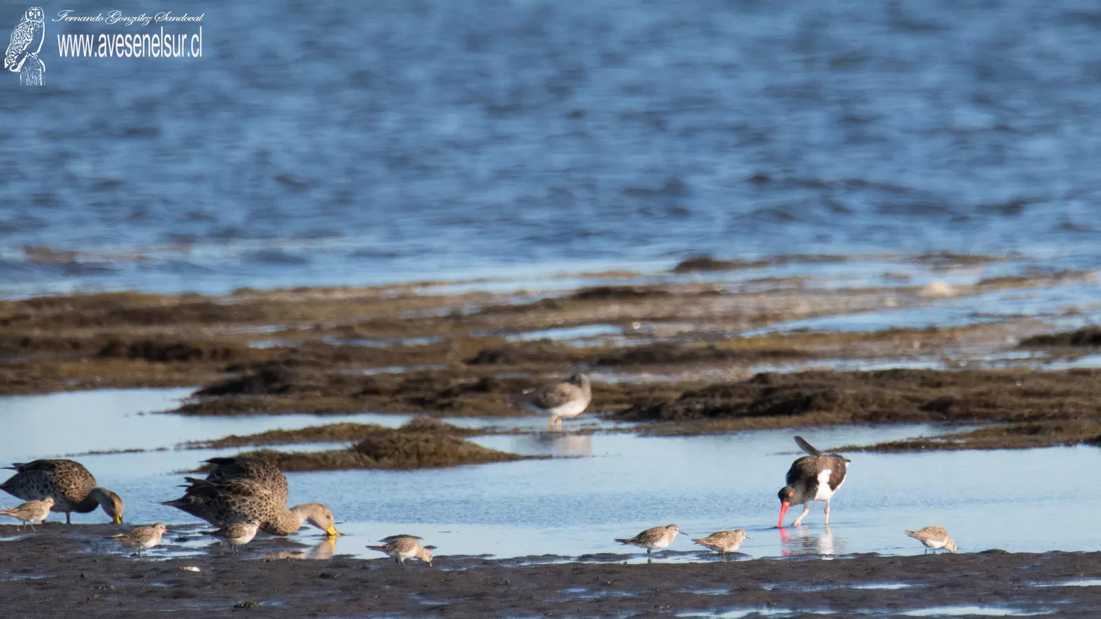 Playero de Baird - Calidris bairdii (Coues) 1861