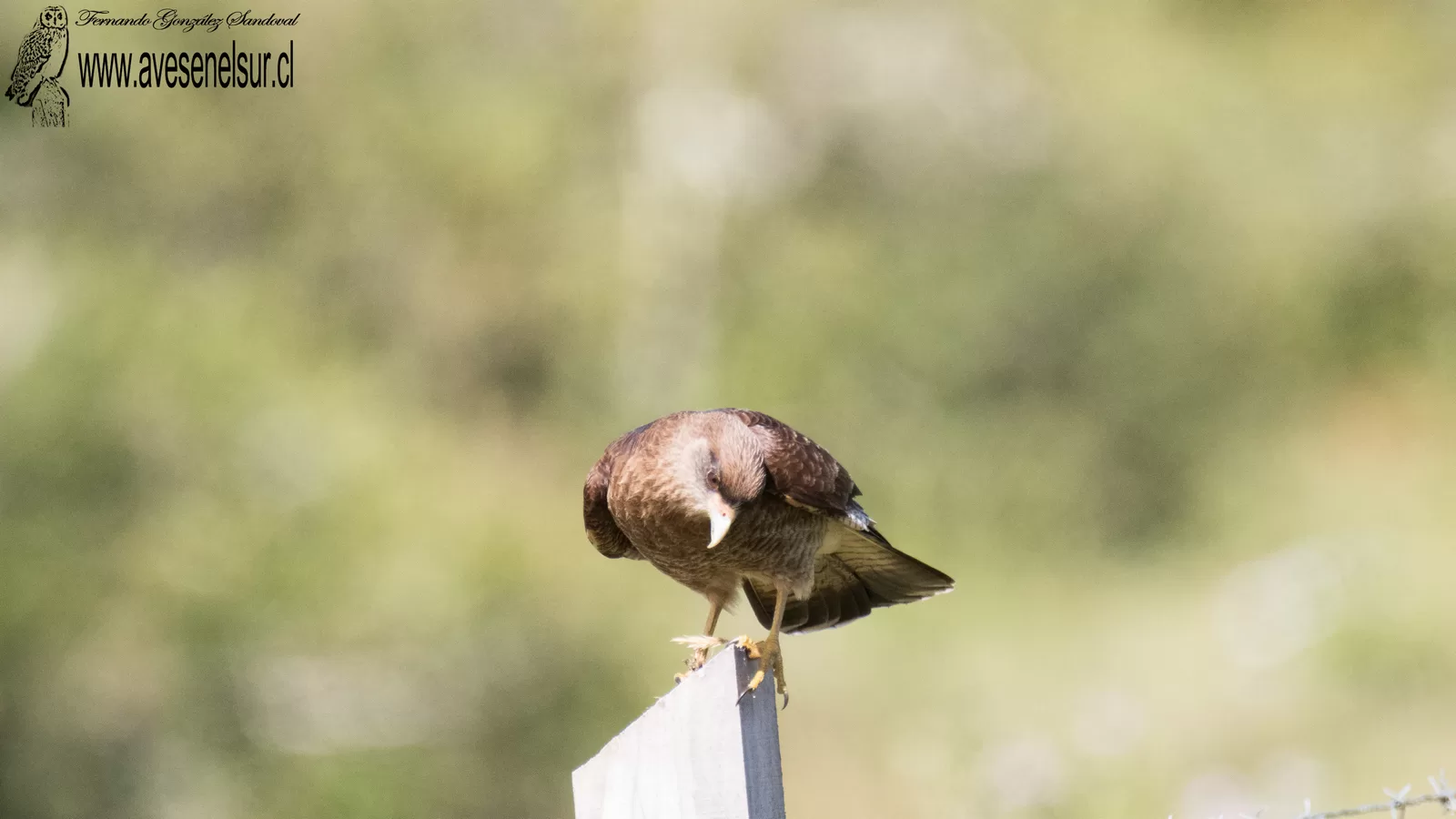 Tiuque - Daptrius chimango (Vieillot) 1816