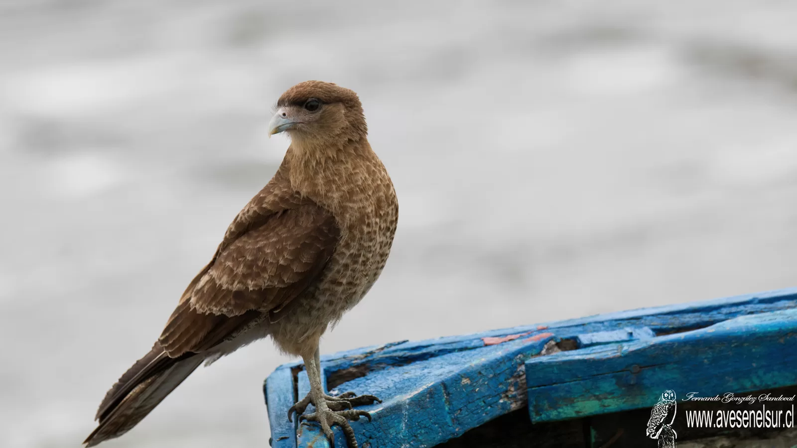 Tiuque - Daptrius chimango (Vieillot) 1816