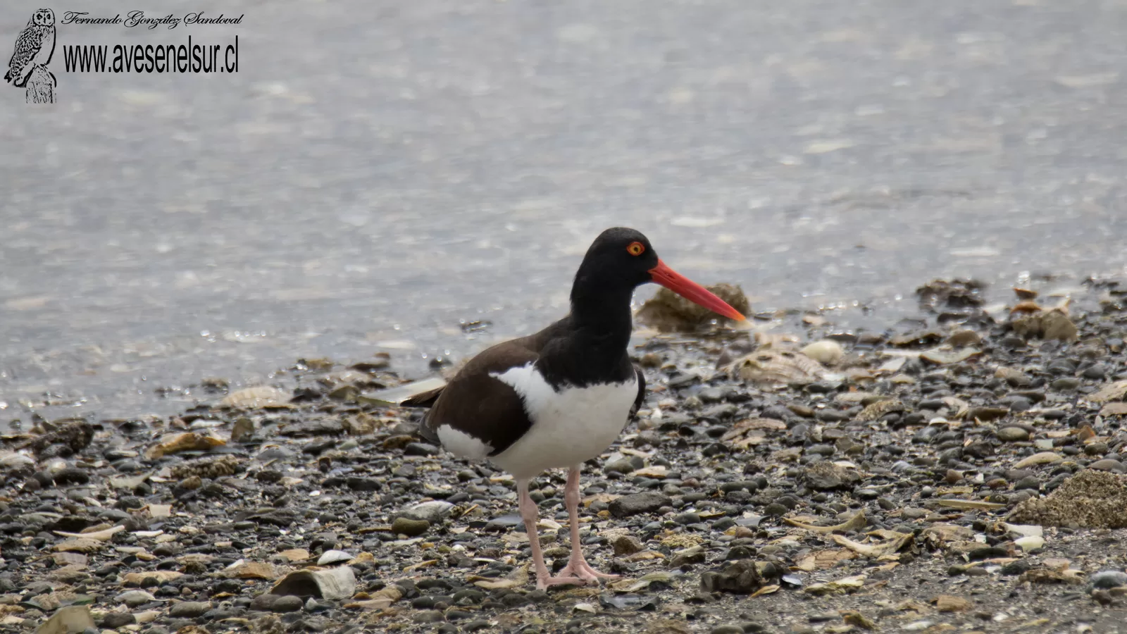 Pilpilén - Haematopus palliatus Temminck 1820