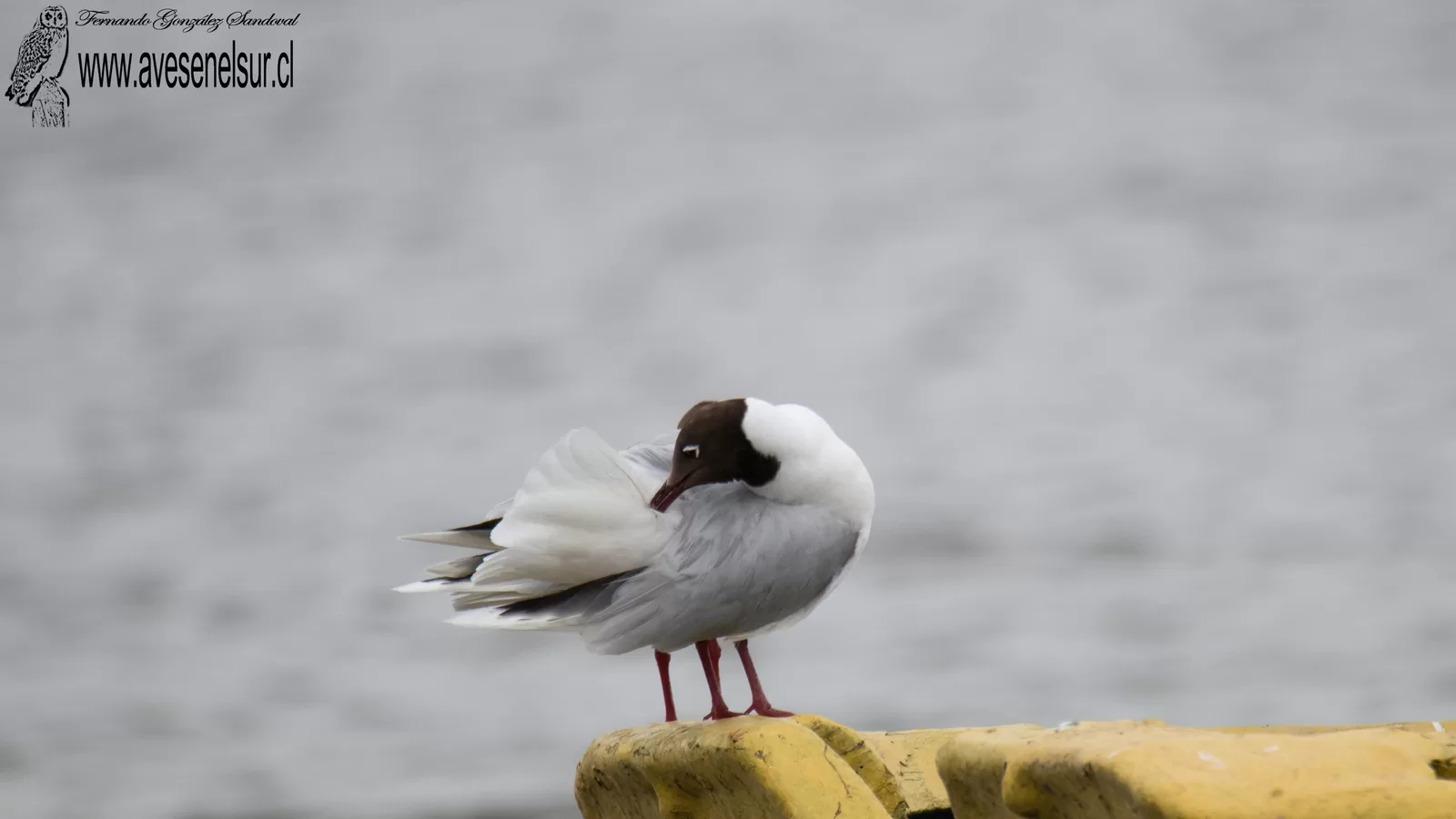 Cáhuil - Chroicocephalus maculipennis (Lichtenstein) 1823