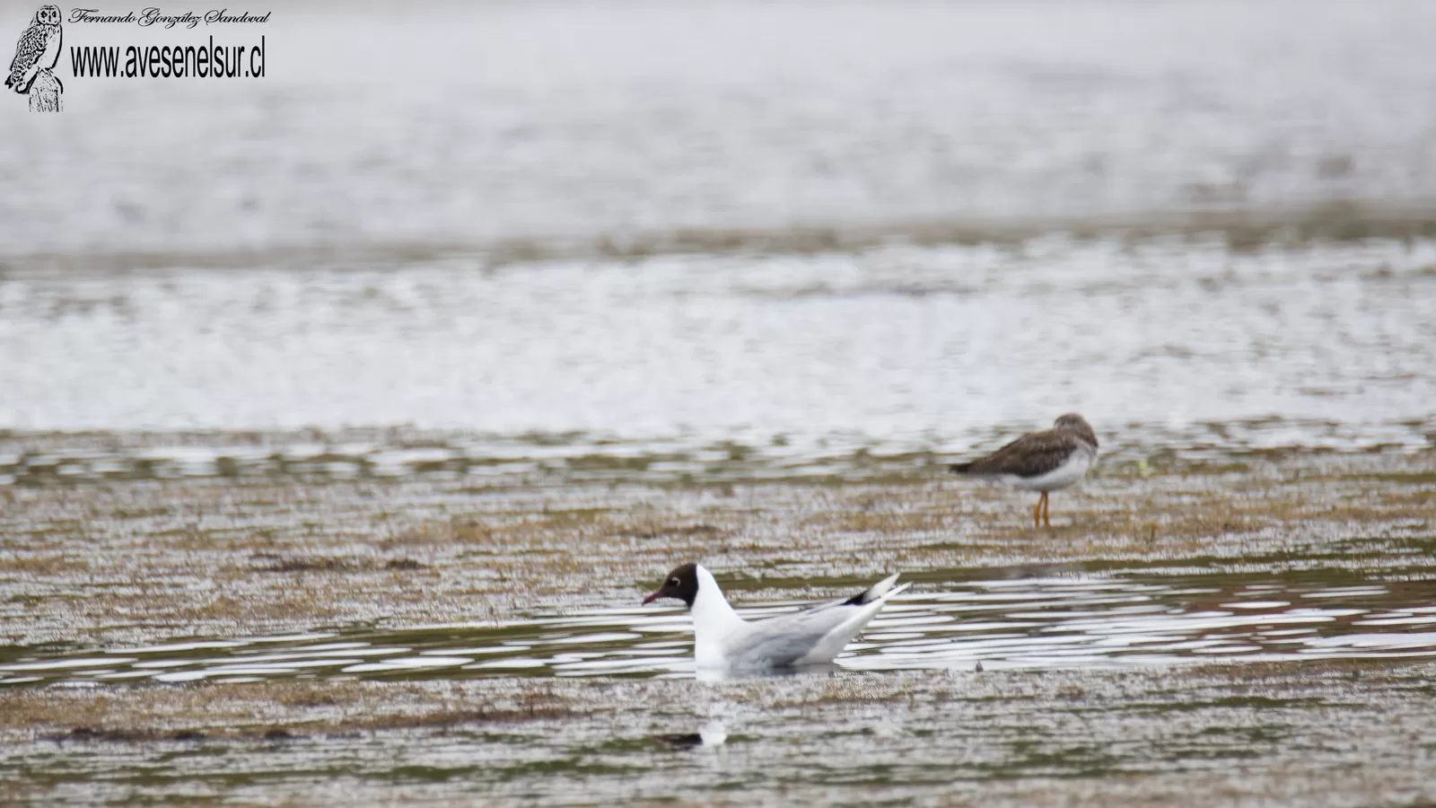 Cáhuil - Chroicocephalus maculipennis (Lichtenstein) 1823