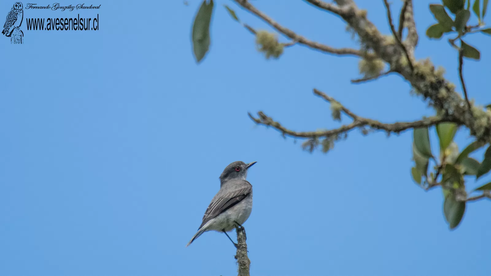 Diucón - Pyrope pyrope (Kittlitz) 1830