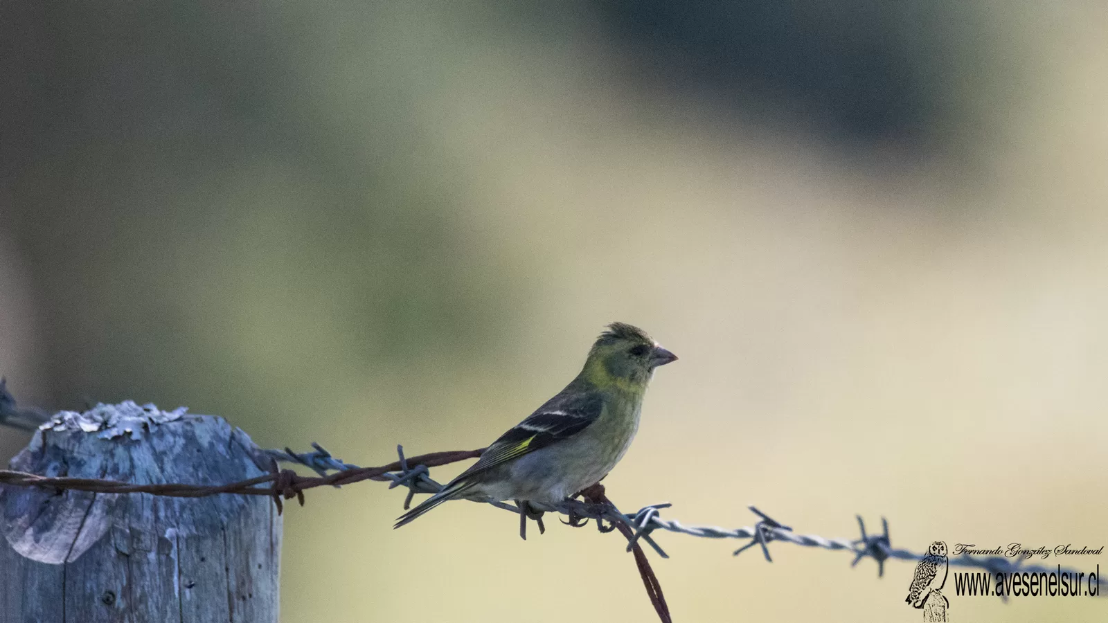 Jilguero - Spinus barbata (Molina) 1782