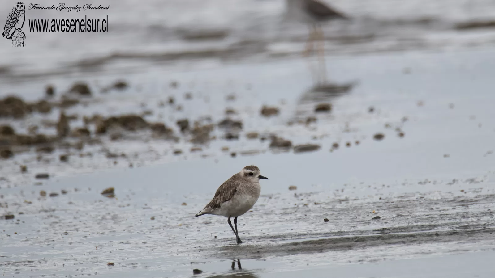 Chorlo dorado - Pluvialis dominica (Statius Muller) 1776