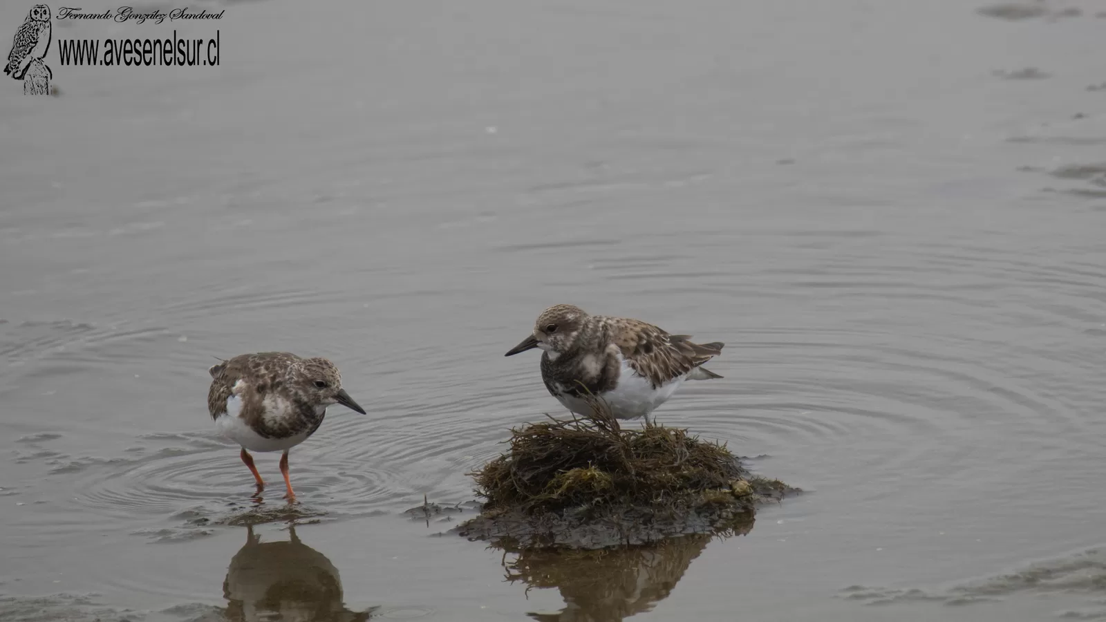 Playero vuelvepiedras - Arenaria interpres (Linnaeus) 1758