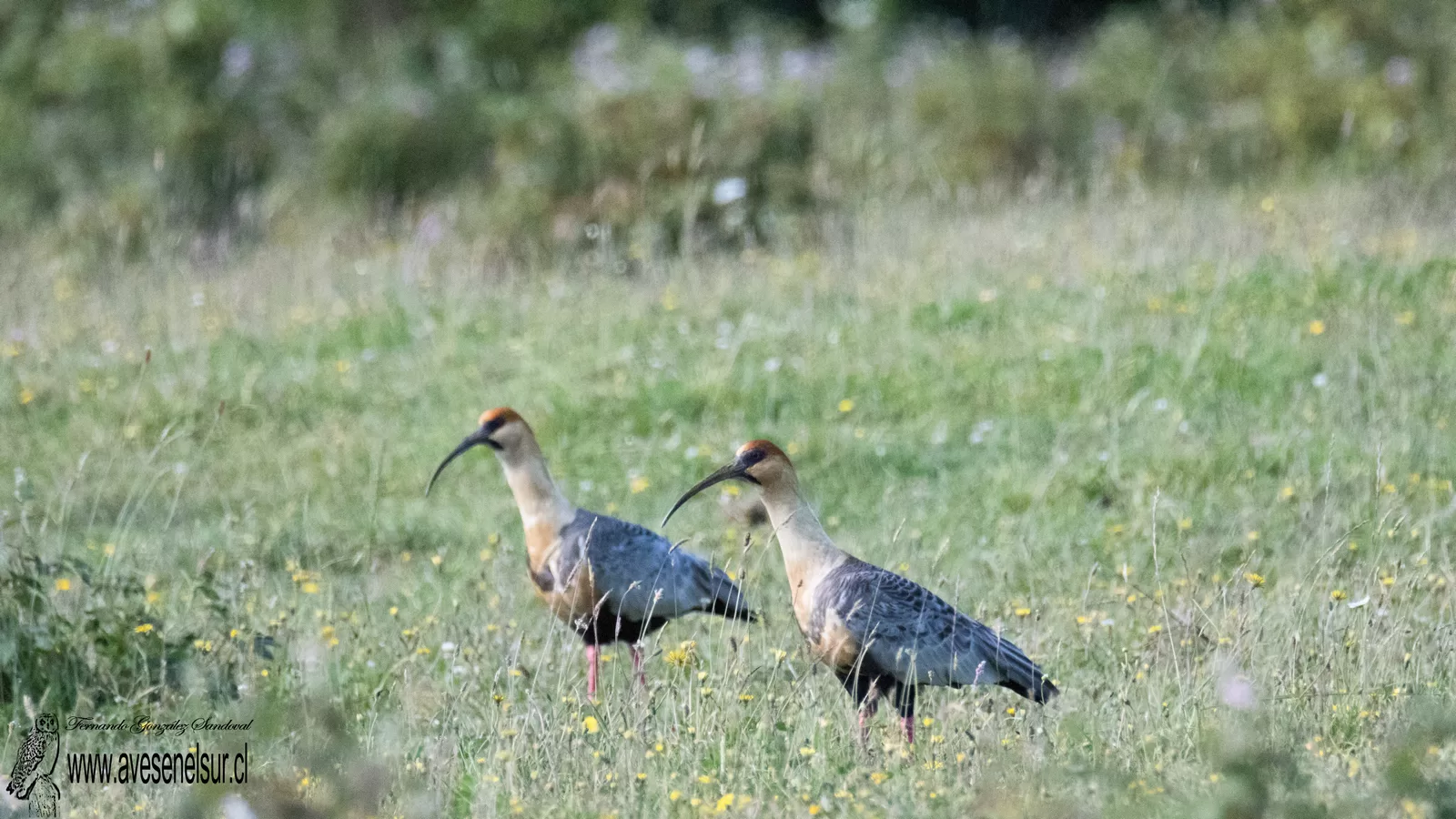 Bandurria - Theristicus melanopis (Gmelin) 1789