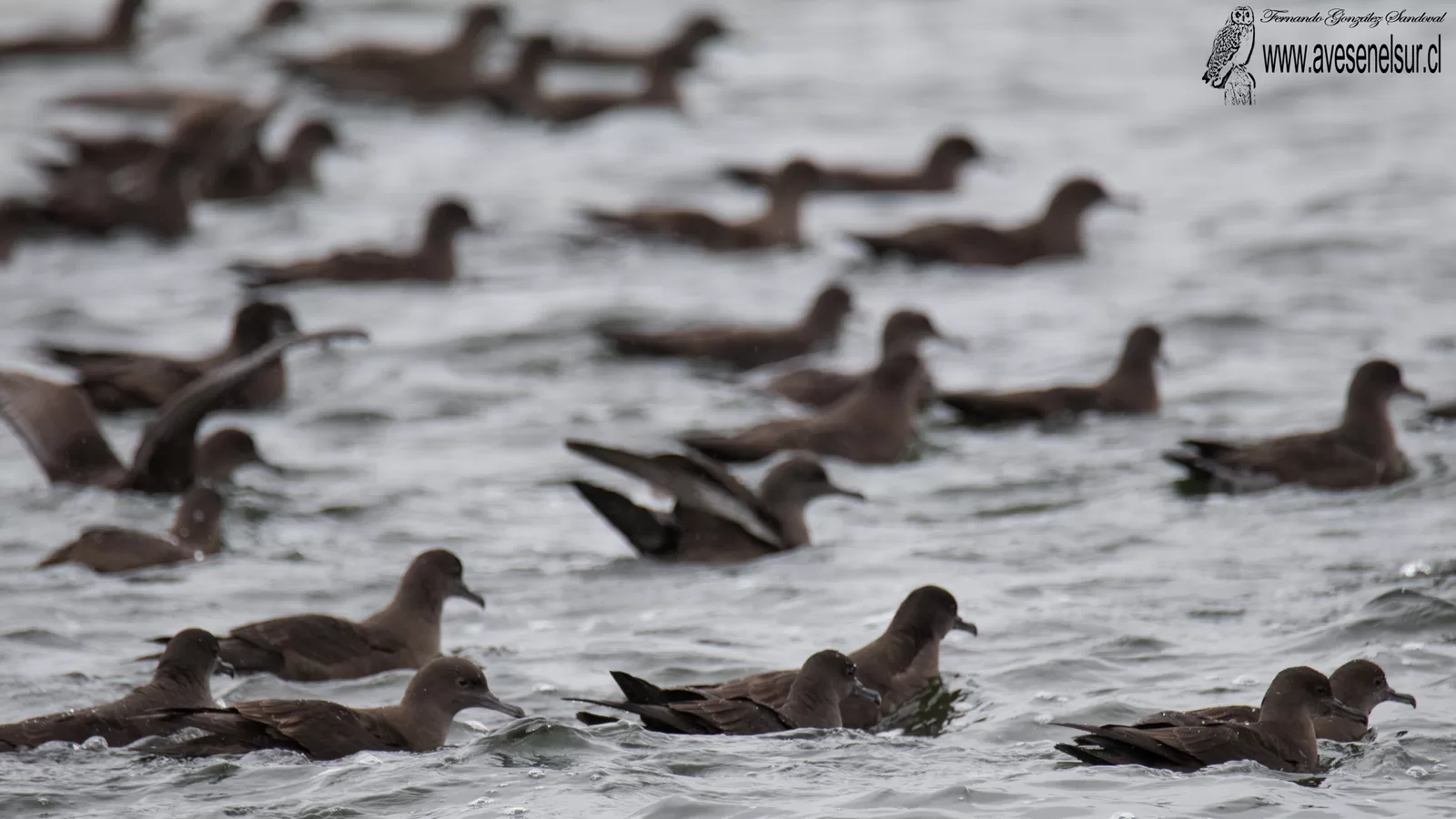 Fardela negra - Ardenna grisea (Gmelin) 1789