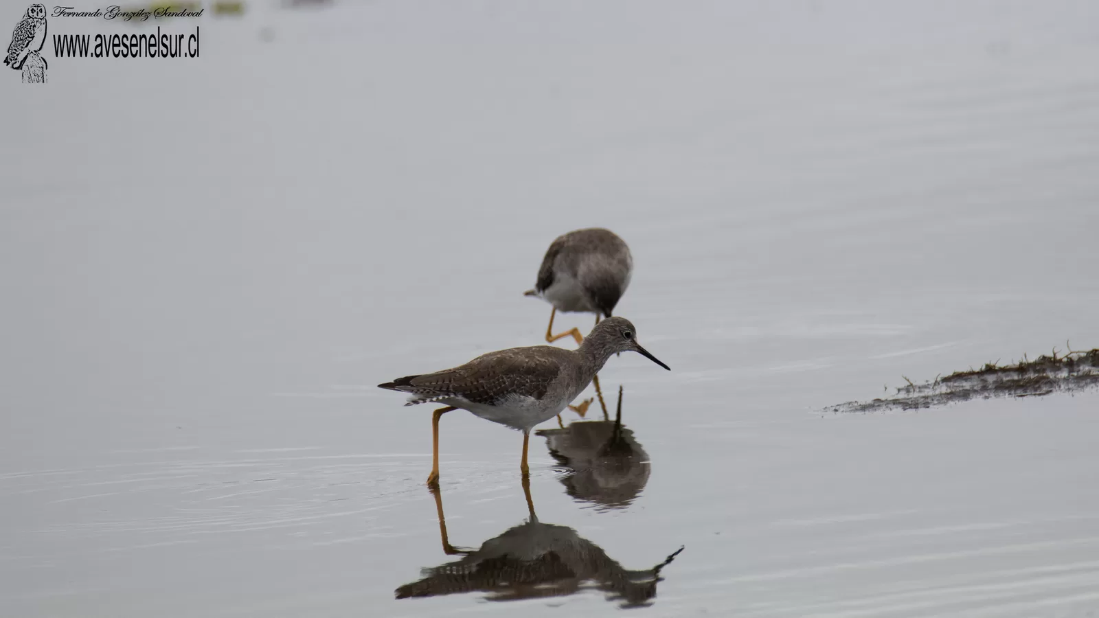Pitotoy chico - Tringa flavipes (Gmelin) 1789