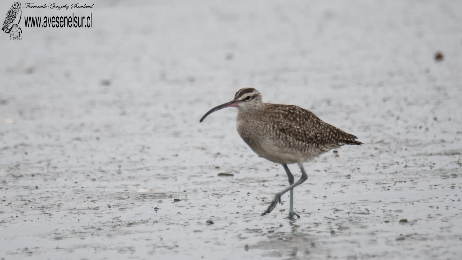 Zarapito - Numenius phaeopus (Linnaeus) 1758