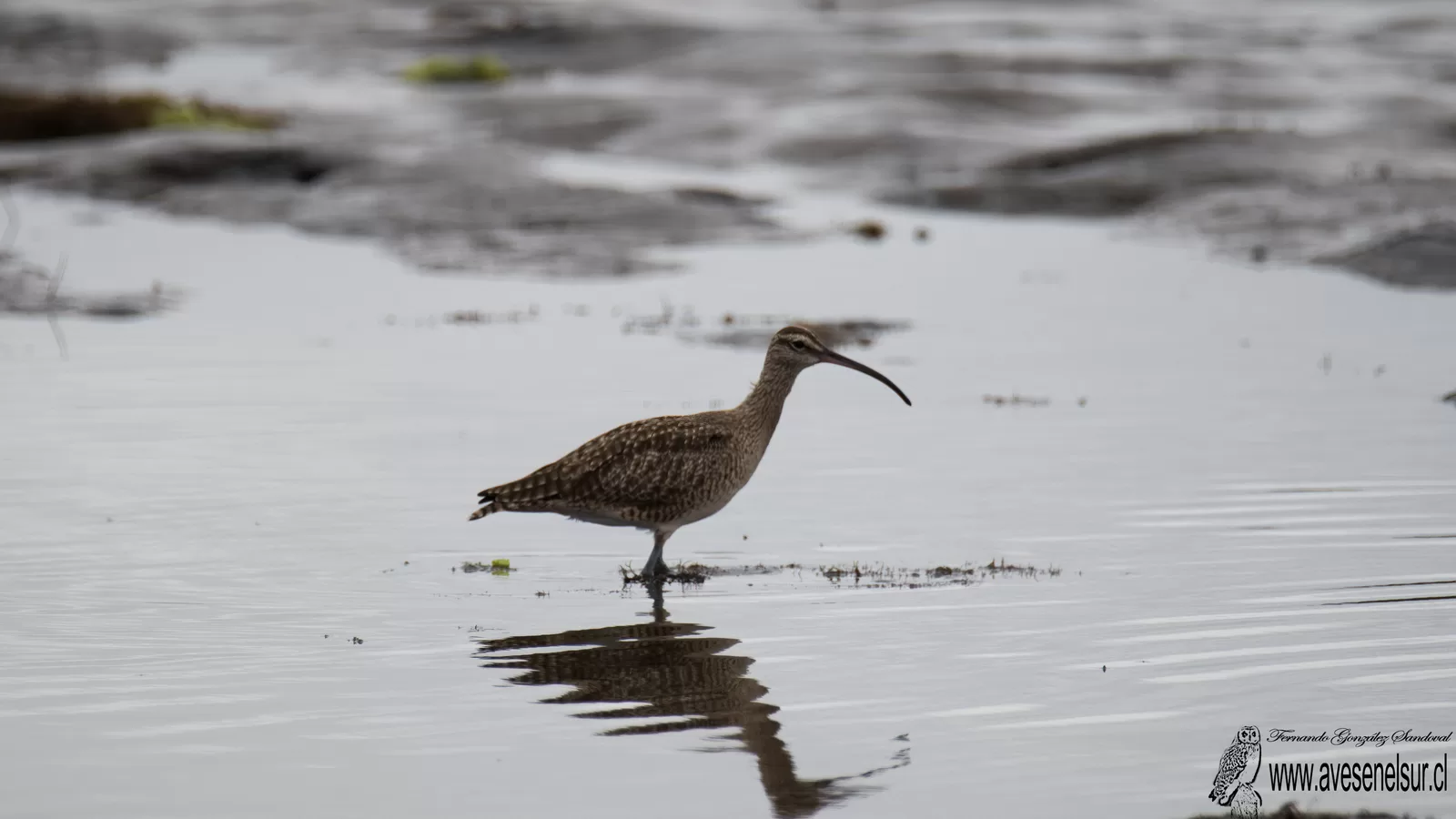 Zarapito - Numenius phaeopus (Linnaeus) 1758