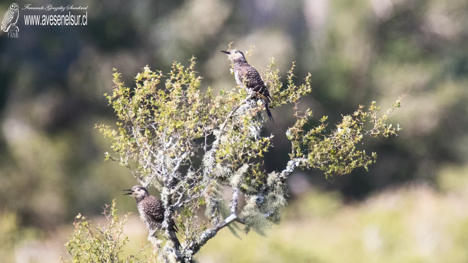Pitío - Colaptes pitius (Molina) 1782