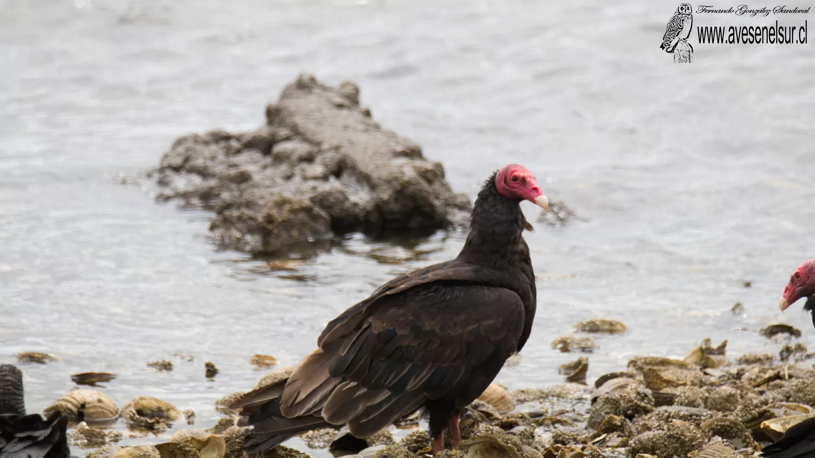 Jote de cabeza colorada - Cathartes aura (Linnaeus) 1758